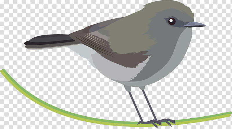 Mockingbird, Grey Warbler, New World Warblers, American Sparrows, Wren, Beak, Gray Catbird, National Audubon Society transparent background PNG clipart