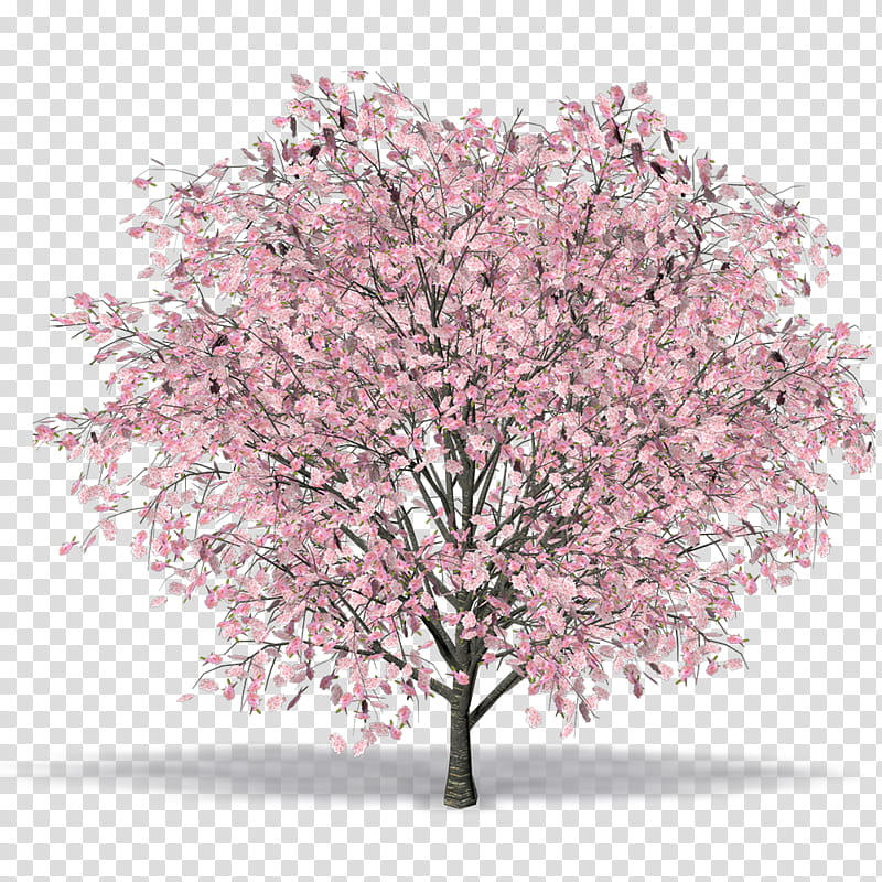 Cherry Blossom Tree, East Asian Cherry, Cerasus, Cherries, Computeraided Design, Tibetan Cherry, Plants, Building Information Modeling transparent background PNG clipart