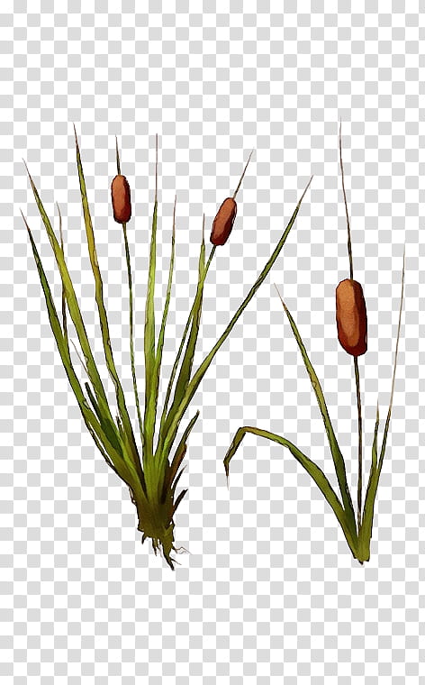 flowering plant plant grass flower bulrush, Watercolor, Paint, Wet Ink, Grass Family, Leaf, Red Pine, Shortstraw Pine transparent background PNG clipart