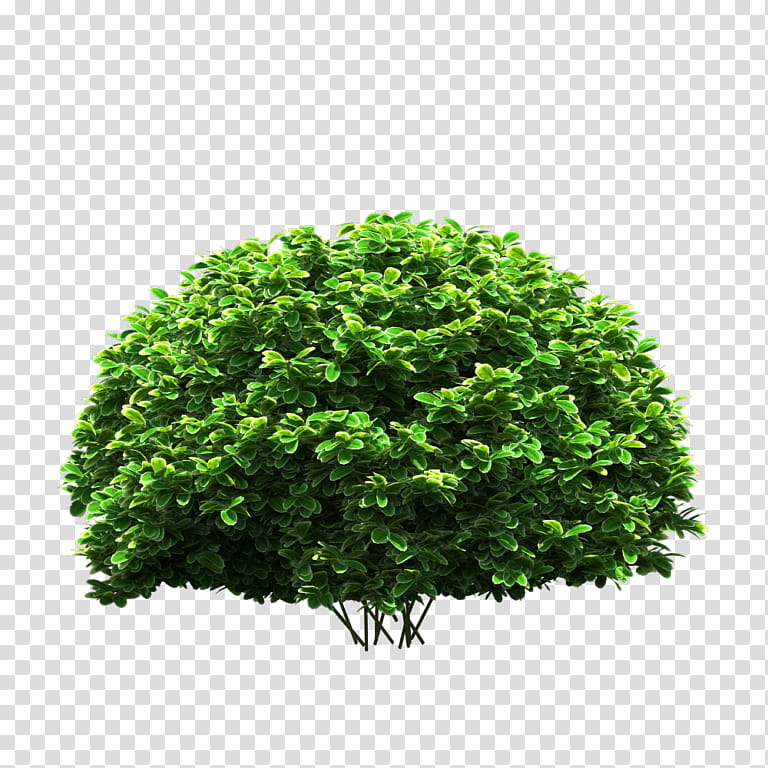 Green Grass, Shrub, Tree, Baidu Tieba, Landscape, Plant, Leaf, Flower transparent background PNG clipart