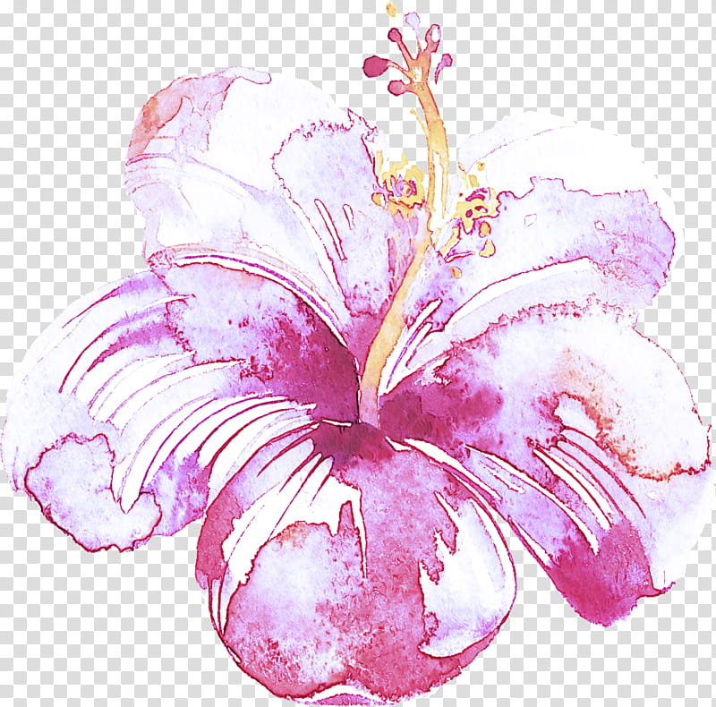 hibiscus pink hawaiian hibiscus flower petal, Plant, Watercolor Paint, Violet, Mallow Family, Chinese Hibiscus, Iris, Lily transparent background PNG clipart