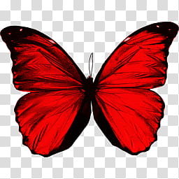 alas de mariposas, red and black butterfly transparent background PNG clipart
