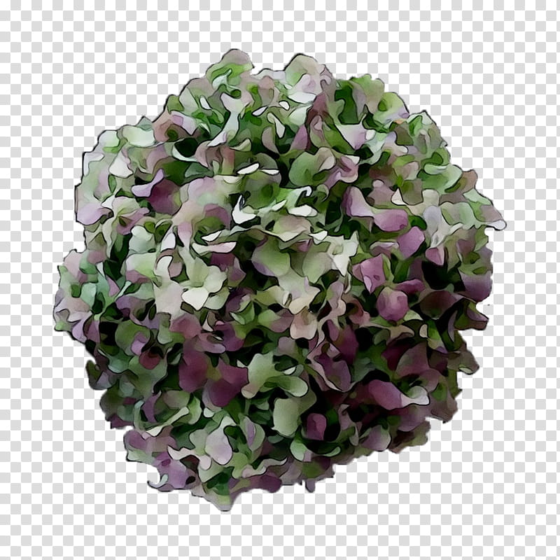 Flowers, Hydrangea, Cut Flowers, Annual Plant, Plants, Lilac, Hydrangeaceae, Purple transparent background PNG clipart