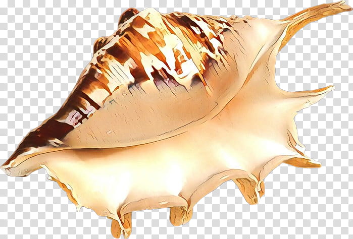 conch conch shankha sea snail shell, Cartoon, Musical Instrument transparent background PNG clipart