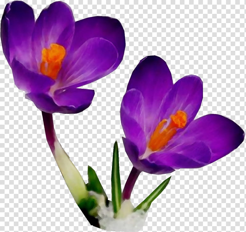 flower cretan crocus flowering plant crocus tommie crocus, Watercolor, Paint, Wet Ink, Petal, Violet, Purple, Spring Crocus transparent background PNG clipart