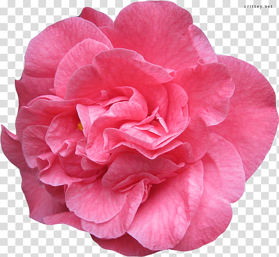 Large Flower , pink flower transparent background PNG clipart