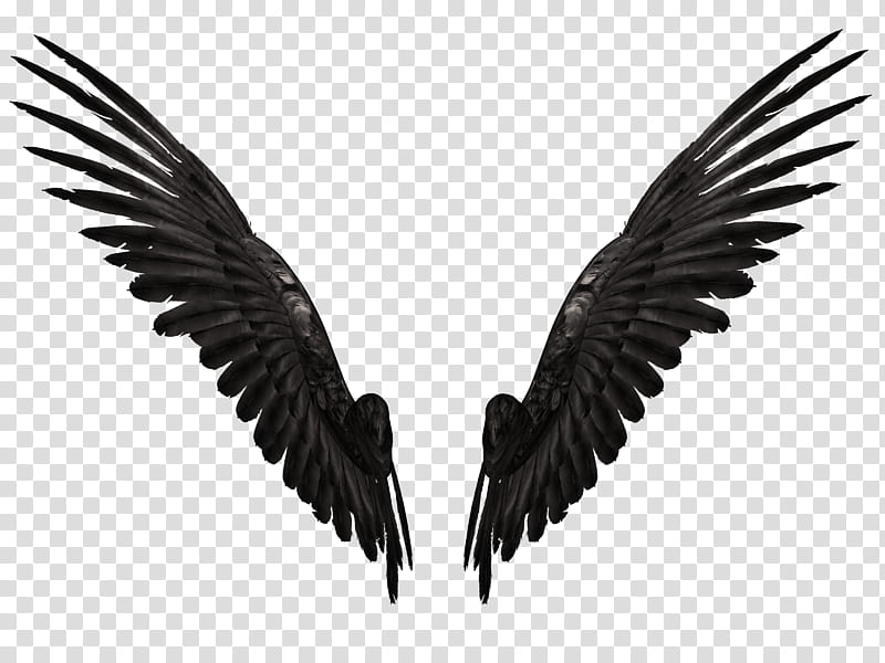 Feathered Wings B , black wings illustration transparent background PNG clipart