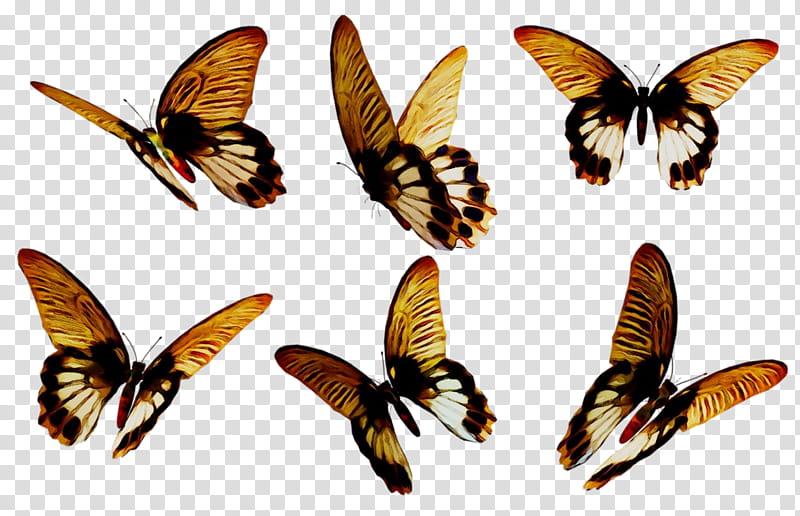 Butterfly, Brushfooted Butterflies, Moth, Insect, Membrane, Moths And Butterflies, Cynthia Subgenus, Pollinator transparent background PNG clipart