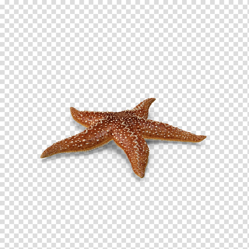 Sea, Starfish, Marine Life, Callopatiria Granifera, Biology transparent background PNG clipart