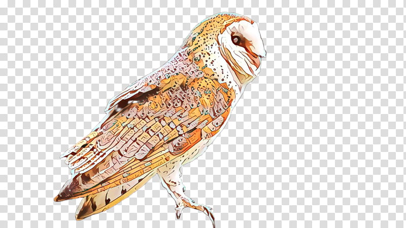 barn owl bird owl beak bird of prey transparent background PNG clipart