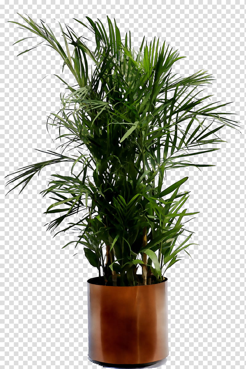 Cartoon Palm Tree, Palm Trees, Howea Forsteriana, Houseplant, Flowerpot, Plants, Devils Ivy, Areca Palm transparent background PNG clipart