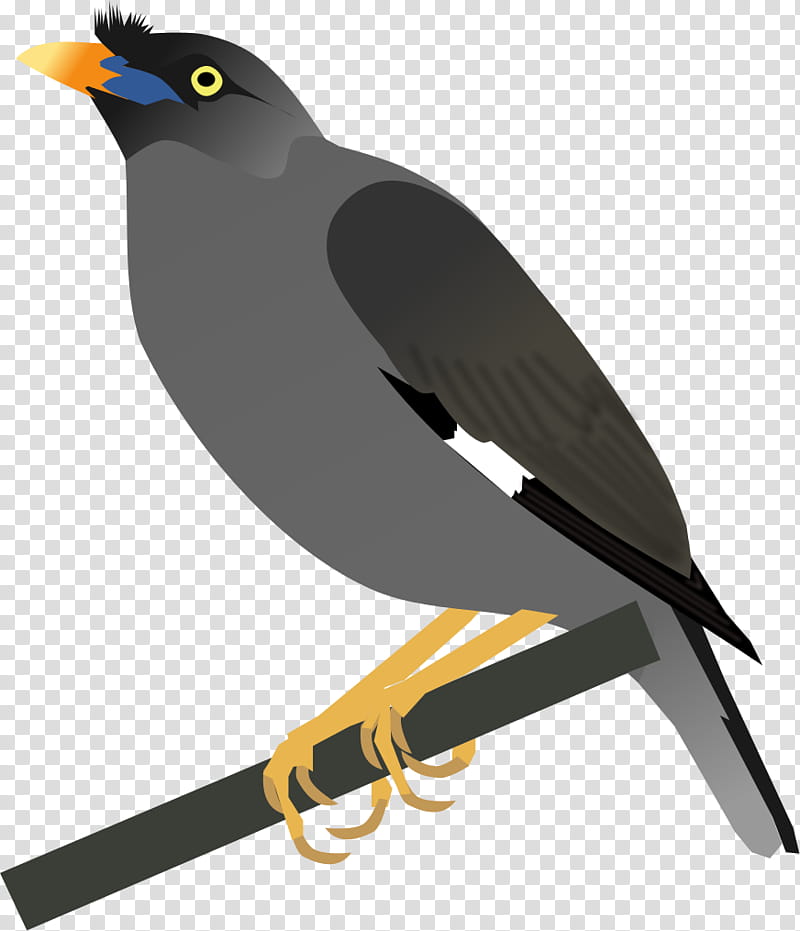 Jungle, Common Myna, Bird, Jungle Myna, Bank Myna, Common Hill Myna, Jungle Babbler, Beak transparent background PNG clipart