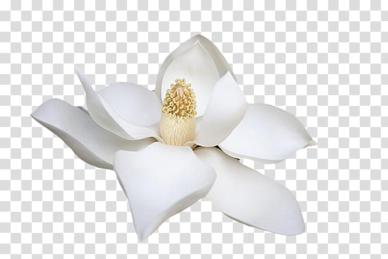 Urban, white magnolia flower illustration transparent background PNG clipart