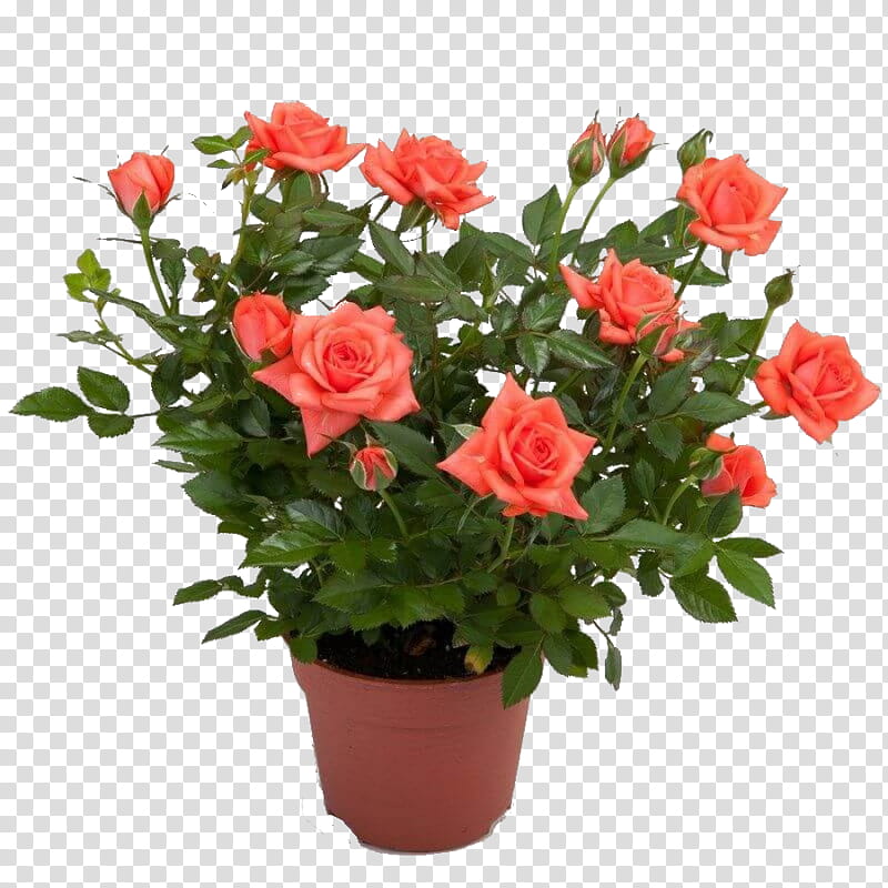 Family Tree, Rose, Flowerpot, Garden Roses, Bonsai, Plants, Seed, Ornamental Plant transparent background PNG clipart