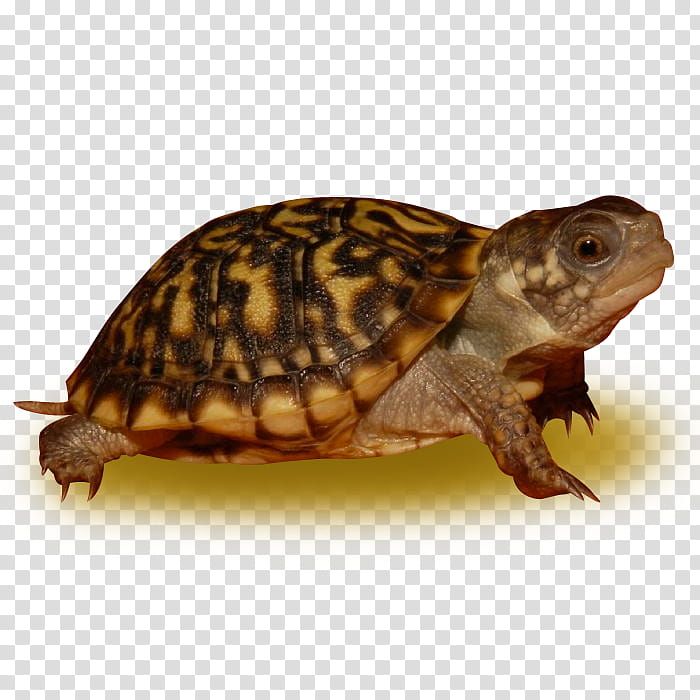 Pond, Box Turtles, Tortoise, Desert Box Turtle, Leopard Tortoise, Asian Forest Tortoise, Eastern Box Turtle, Redfooted Tortoise transparent background PNG clipart