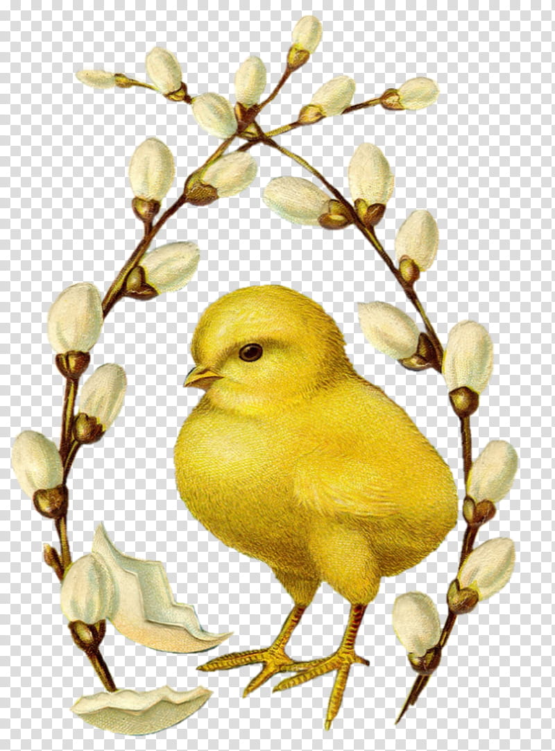 Twig, Beak, Yellow, Feather, Kifaranga, Vintage, Bird, Branch transparent background PNG clipart