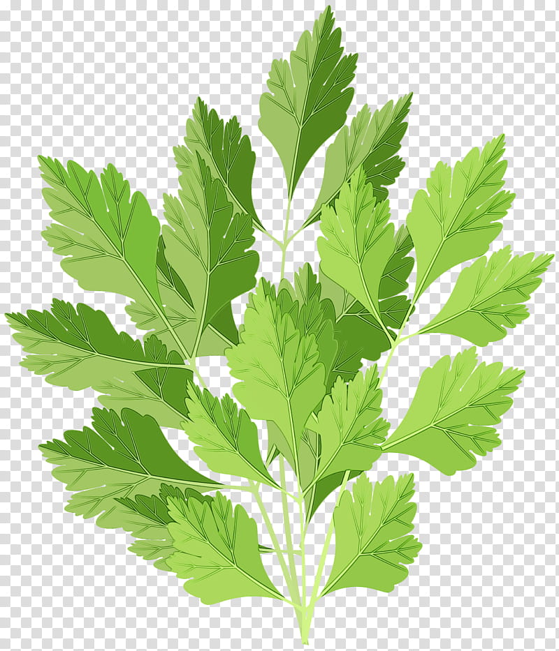 Plane, Watercolor, Paint, Wet Ink, Leaf, Plant, Flower, Flowering Plant transparent background PNG clipart Plane, Watercolor, Paint, Wet Ink, Leaf, Plant, Flower, Flowering Plant transparent background PNG clipart
