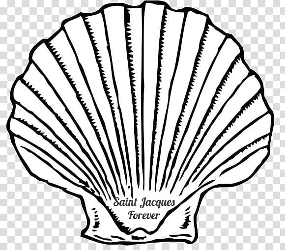 Beach, Seashell, Mussel, Conch, Oyster, Drawing, Mollusc Shell, Scallops transparent background PNG clipart
