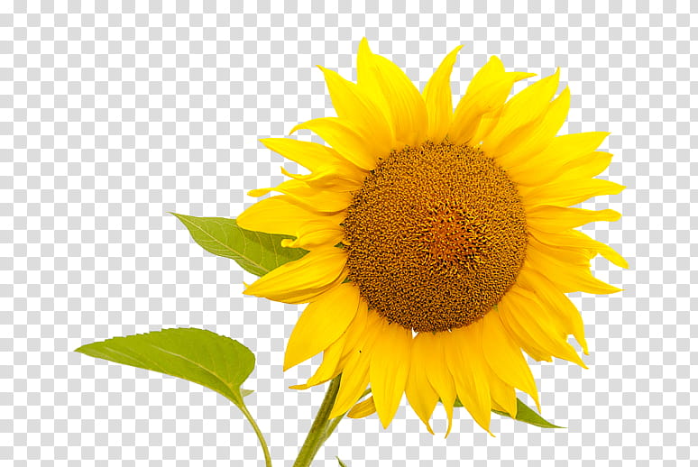 Sunflower, Common Sunflower, Fond Blanc, Sunflowers, Yellow, Sunflower Seed, Daisy Family, Petal transparent background PNG clipart