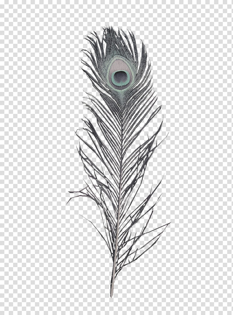 gray feather close-up transparent background PNG clipart