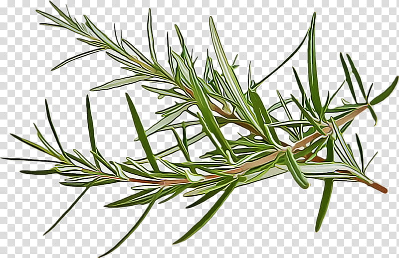 Rosemary, Singleleaf Pine, Plant, Jack Pine, White Pine, Shortstraw Pine, Flower, American Larch transparent background PNG clipart