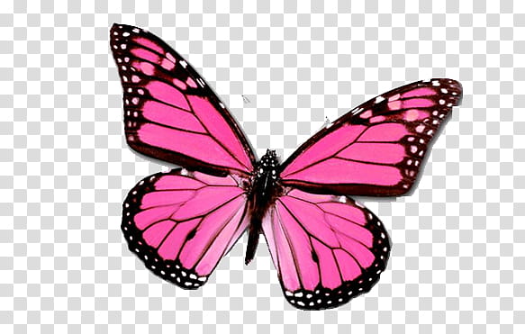 mariposas, pink and black butterfly transparent background PNG clipart