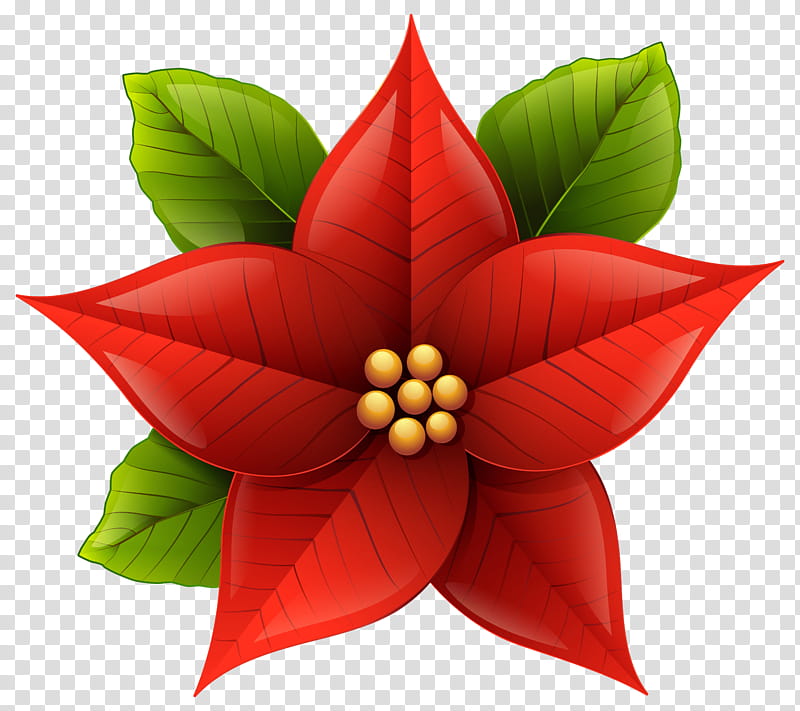 Christmas Poinsettia, Christmas Day, Christmas, Joulukukka, Flower, Christmas Card, Petal, Red transparent background PNG clipart
