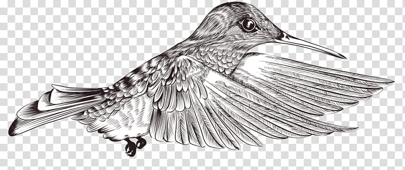 Bird Line Drawing, Painting, Canvas, Animal, Cartoon, Peinture Sur Toile, Beak, Black And White transparent background PNG clipart