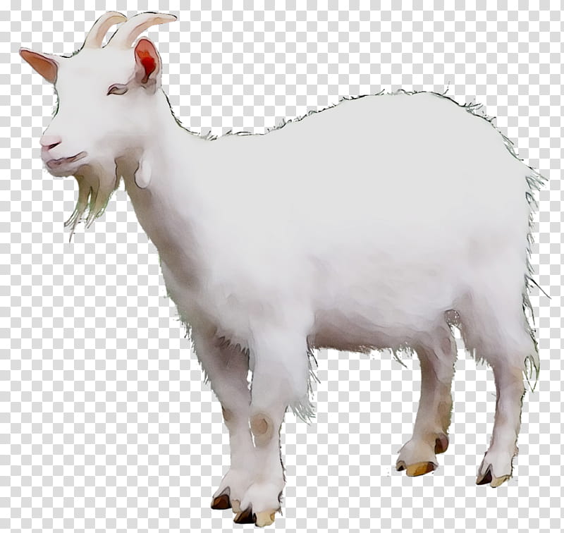 Eid Al Adha Islamic, Eid Mubarak, Sheep, Muslim, Goat, Cattle, Mountain Goat, Snout transparent background PNG clipart