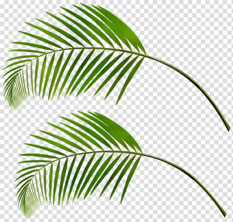 Palm Tree Silhouette, Watercolor, Paint, Wet Ink, Palm Trees, Leaf, Palm Branch, Palmleaf Manuscript transparent background PNG clipart