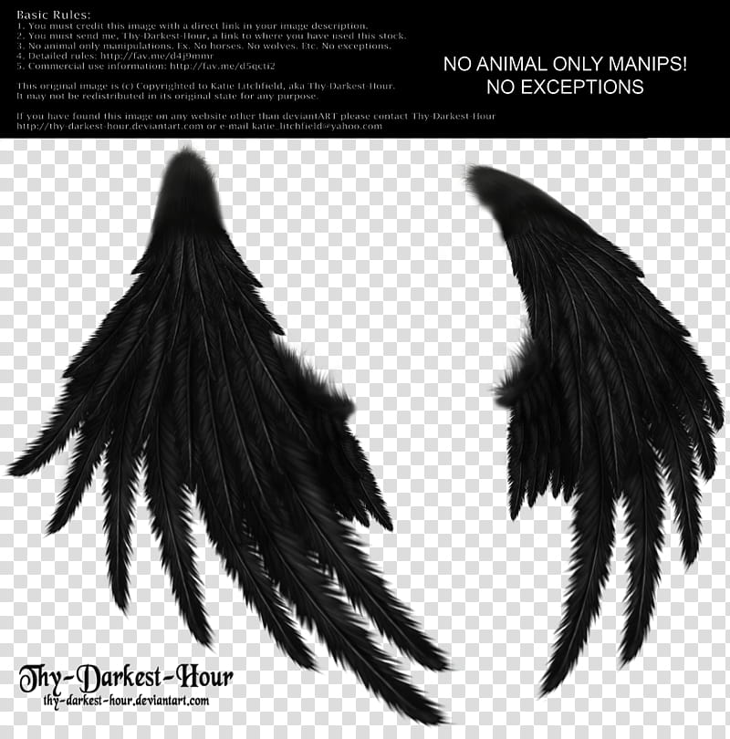 Enchantress Wings Black, two black feathers transparent background PNG clipart