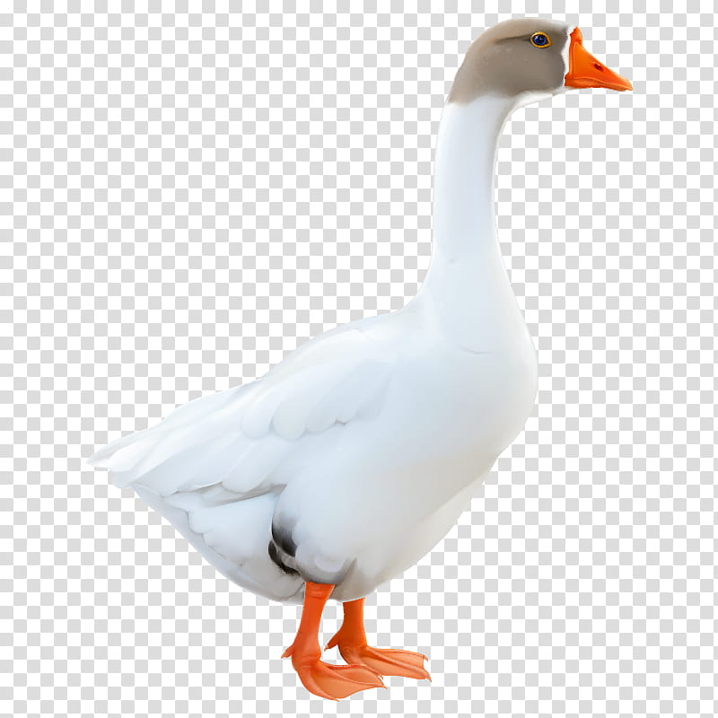 Duck, Goose, Swan Goose, Cygnini, Bird, Water Bird, Canada Goose, Ducks Geese And Swans transparent background PNG clipart