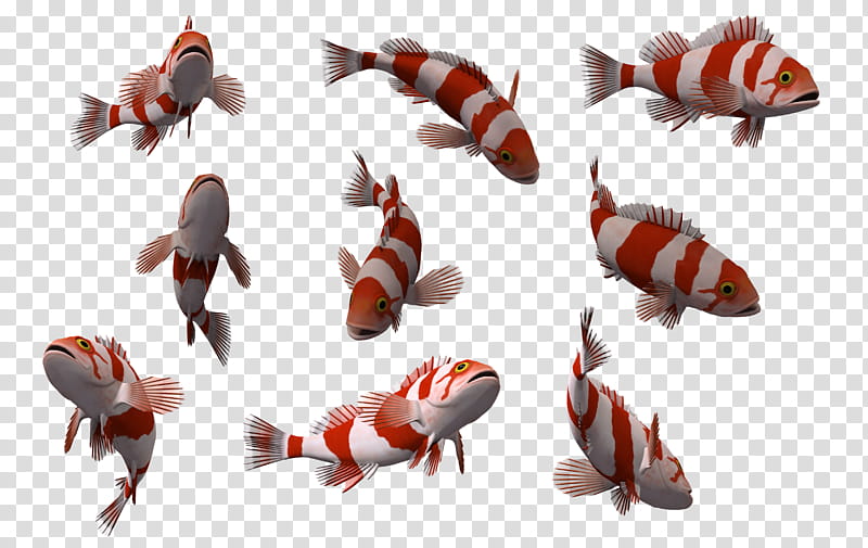 Fish Set , school of red and white stripe fish transparent background PNG clipart