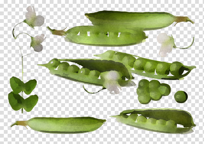 legume pea snow peas snap pea plant, Vegetable, Food, Fruit, Legume Family, Broad Bean, Serrano Pepper, Green Bean transparent background PNG clipart