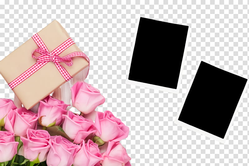Rose, Pink, Petal, Flower, Plant, Rose Family, Rose Order transparent background PNG clipart