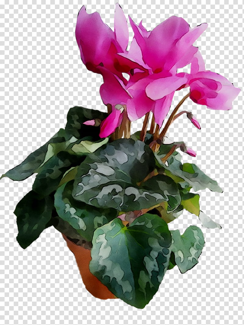 Pink Flower, Cyclamen, Flowerpot, Houseplant, Purple, Annual Plant, Cut Flowers, Plants transparent background PNG clipart