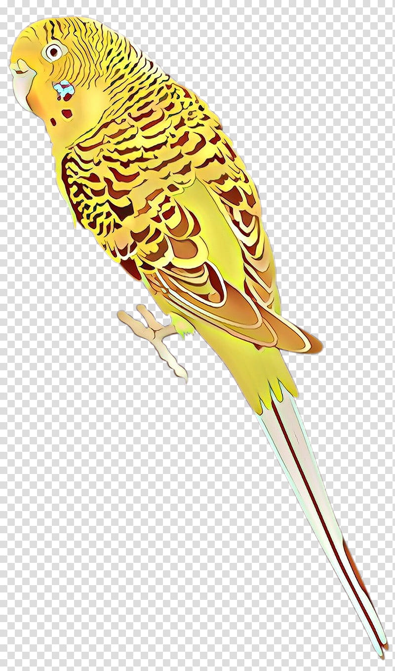Bird Parrot, Budgerigar, Parakeet, Lovebird, Beak, Finches, Chicken, Macaw transparent background PNG clipart