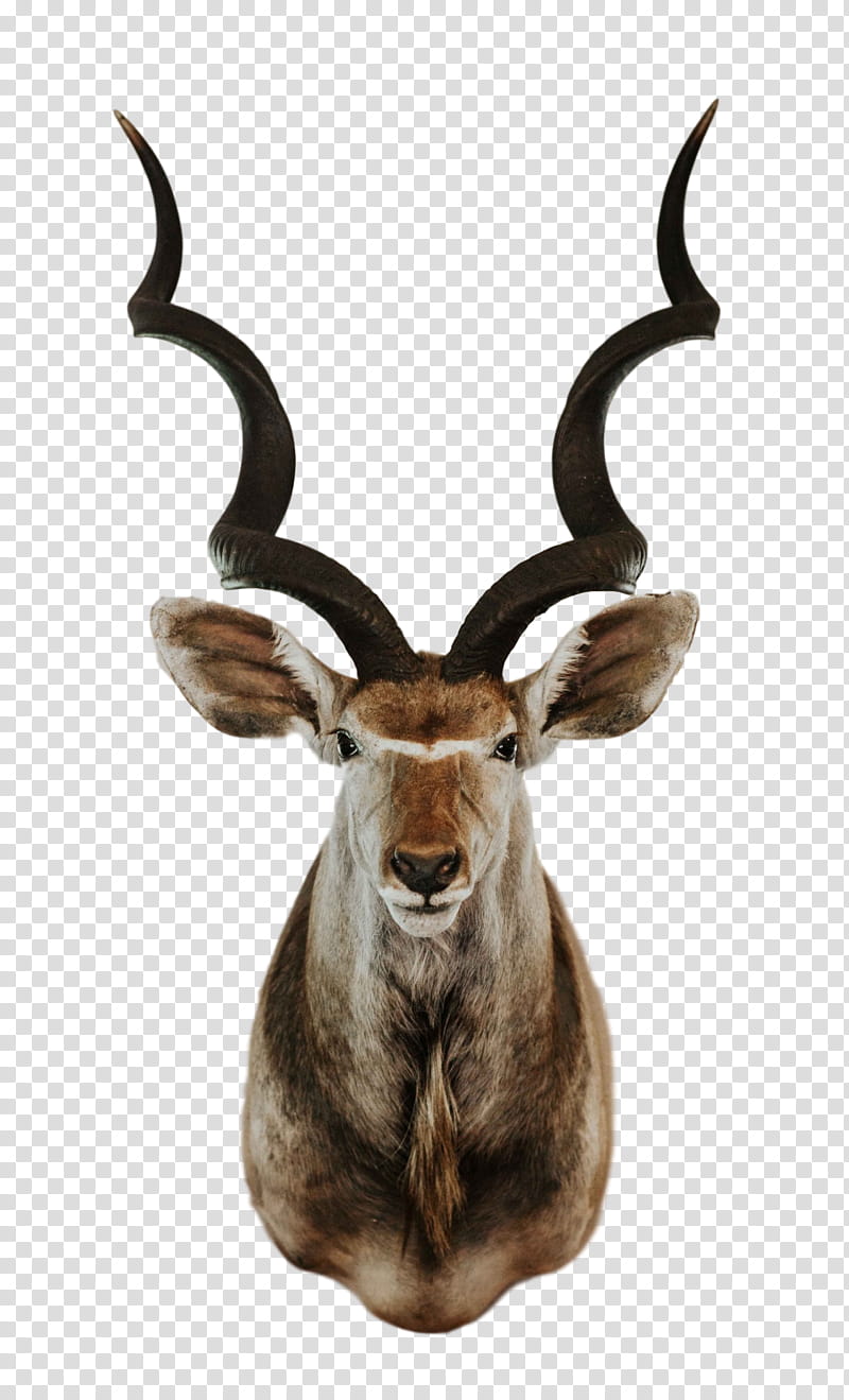 Trophy, Greater Kudu, Gemsbok, Antelope, Waterbuck, Common Eland, Horn, Springbok transparent background PNG clipart