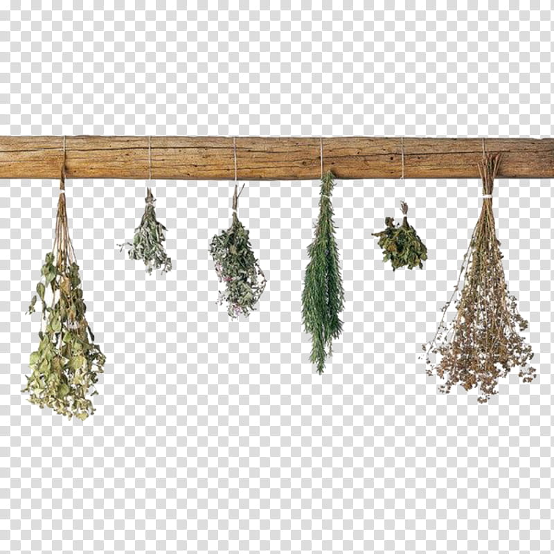 Family Tree, Herb, Food Drying, Spice, Grow Herbs, Vegetable, Dried Meat, Basil transparent background PNG clipart