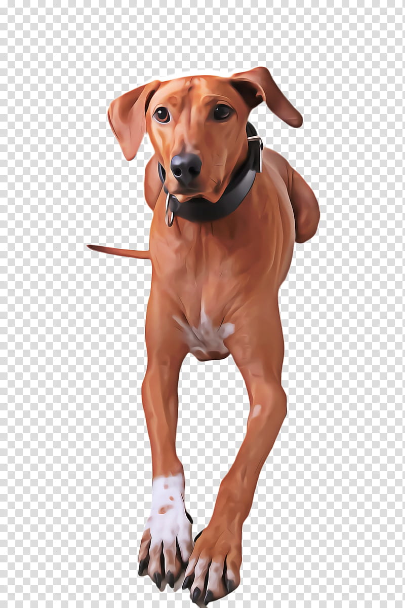 Cute Dog, Pet, Animal, Rhodesian Ridgeback, Redbone Coonhound, Azawakh, Rottweiler, Black And Tan Coonhound transparent background PNG clipart