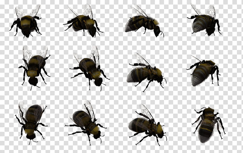 Bumble Bee Set , black flying insects illustration transparent background PNG clipart