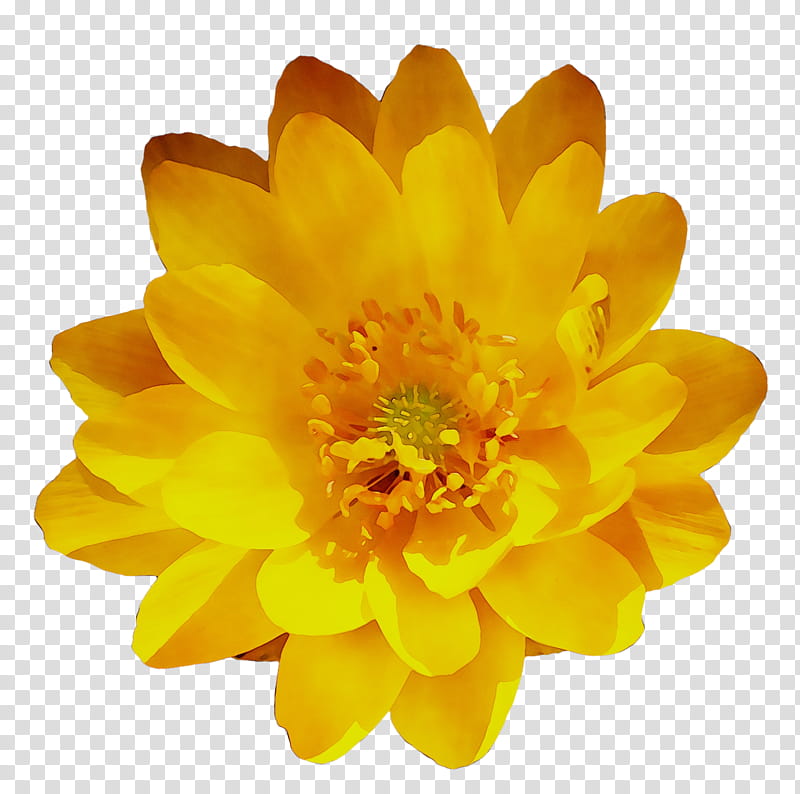 Marigold Flower, Chrysanthemum, Yellow, Petal, Plant, Pollen, English Marigold, Daisy Family transparent background PNG clipart