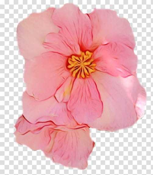 petal pink flower plant begonia, Watercolor, Paint, Wet Ink, Impatiens, Peach, Mallow Family transparent background PNG clipart