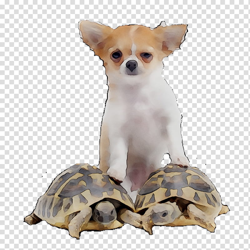 Dog And Cat, Chihuahua, French Bulldog, Puppy, Turtle, Pet, Tortoise, Breed transparent background PNG clipart