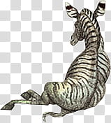 zebra animal transparent background PNG clipart