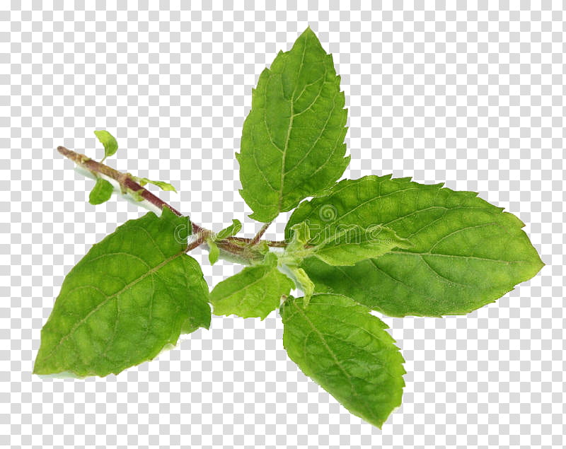 leaf flower plant herb tree, Ocimum Tenuiflorum, Stevia Rebaudiana, Mint, Siberian Elm transparent background PNG clipart