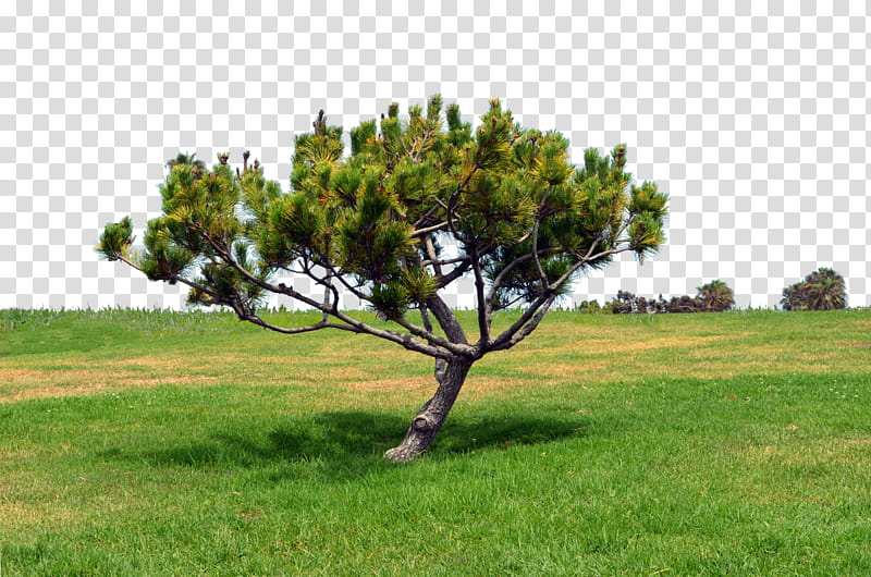 Pine Tree on Grassy Hill , green leafed tree transparent background PNG clipart