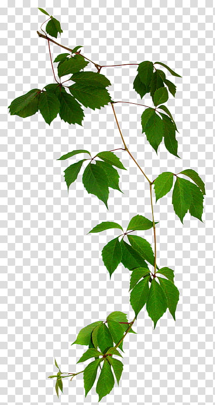 Family Tree Design, Leaf, Branch, Drawing, Plants, Ivy, Plant Stem, Twig transparent background PNG clipart