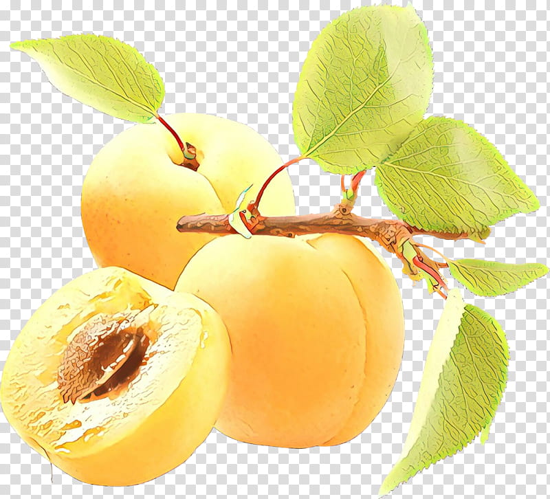 Apple Tree, Apricot, Peach, Food, Fruit, Dried Apricot, Apricot Kernel, European Plum transparent background PNG clipart