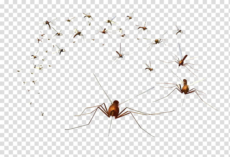 Cartoon Nature, Mosquito, Blood, Nematocera, Insect, Wildlife, Wilderness, Drink transparent background PNG clipart